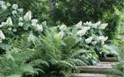 Alice Oakleaf Hydrangea - 3 Gallon Pot -Good Housekeeping Shop Hydrangea Quercifolia Oakleaf 50