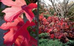 Semmes Beauty Oakleaf Hydrangea - 3 Gallon Pot 10 Semmes Beauty Oakleaf Hydrangea - 3 Gallon Pot -Good Housekeeping Shop Hydrangea Semmes Beauty Fall Foliage Color