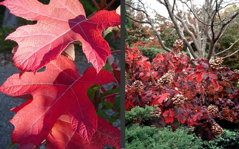 Semmes Beauty Oakleaf Hydrangea - 3 Gallon Pot 5 Semmes Beauty Oakleaf Hydrangea - 3 Gallon Pot - Image 5