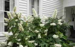 Semmes Beauty Oakleaf Hydrangea - 3 Gallon Pot 11 Semmes Beauty Oakleaf Hydrangea - 3 Gallon Pot -Good Housekeeping Shop Hydrangea Semmes Beauty Home Foundation Planting