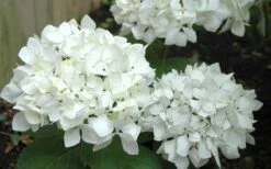 Sister Theresa Hydrangea - 1 Gallon Pot -Good Housekeeping Shop Hydrangea Sister Theresa 50 1