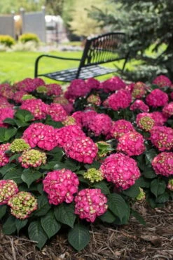 Summer Crush Endless Summer Hydrangea - 7 Gallon Pot -Good Housekeeping Shop Hydrangea Summer Crush Endless Summer 3 4