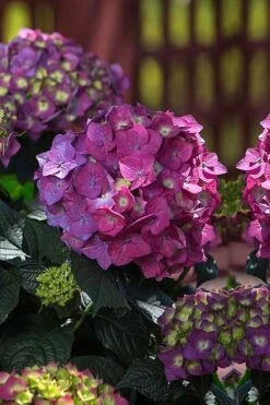 Summer Crush Endless Summer Hydrangea - 1 Gallon Pot -Good Housekeeping Shop Hydrangea Summer Crush Endless Summer 4