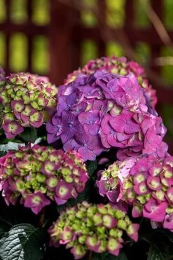 Summer Crush Endless Summer Hydrangea - 6 Gallon Pot 16 Summer Crush Endless Summer Hydrangea - 6 Gallon Pot -Good Housekeeping Shop Hydrangea Summer Crush Endless Summer 5 2