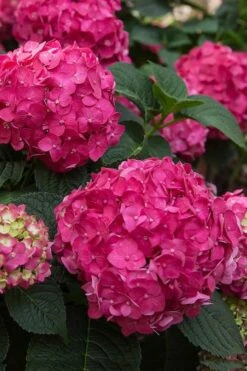 Summer Crush Endless Summer Hydrangea - 3 Gallon Pot -Good Housekeeping Shop Hydrangea Summer Crush Endless Summer 6 3