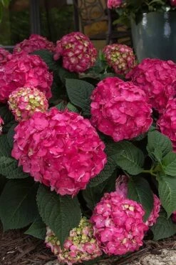 Summer Crush Endless Summer Hydrangea - 6 Gallon Pot (COPY) -Good Housekeeping Shop Hydrangea Summer Crush Endless Summer 7 1