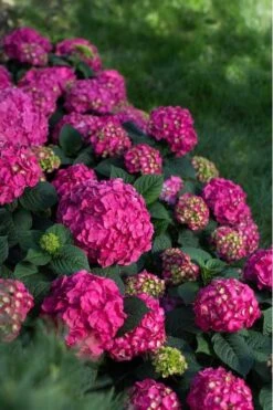 Summer Crush Endless Summer Hydrangea - 6 Gallon Pot 14 Summer Crush Endless Summer Hydrangea - 6 Gallon Pot -Good Housekeeping Shop Hydrangea Summer Crush Endless Summer 9 2