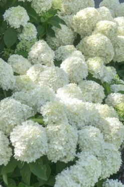 White Wedding Hydrangea - 3 Gallon Pot 7 White Wedding Hydrangea - 3 Gallon Pot -Good Housekeeping Shop Hydrangea White Wedding 5 x750 1