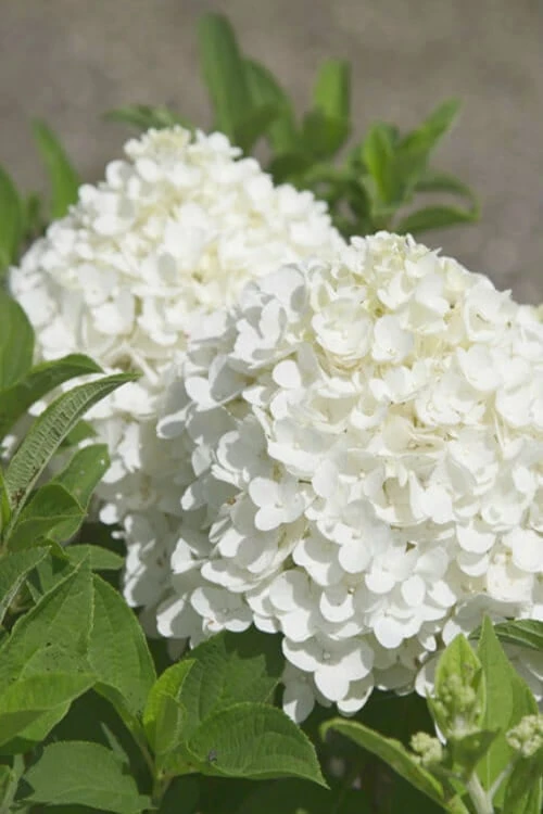 White Wedding Hydrangea - 2 Gallon Pot 1 White Wedding Hydrangea - 2 Gallon Pot