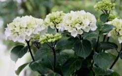 Zebra Hydrangea - 1 Gallon Pot -Good Housekeeping Shop Hydrangea Zebra Flowers