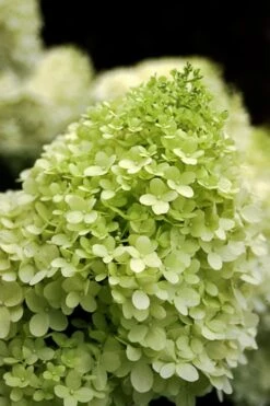 Limelight PeeGee Hydrangea - 2.5 Gallon Pot -Good Housekeeping Shop Hydrangea limelightf BS 1