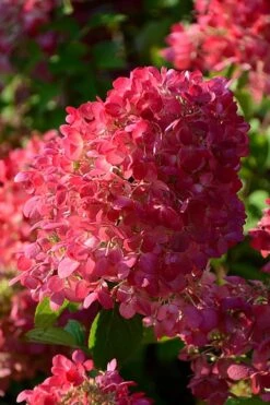 Diamond Rouge Hydrangea - 3 Gallon Pot -Good Housekeeping Shop Hydrangia Diamond Rouge 5