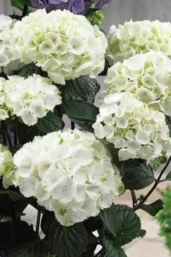 Zebra Hydrangea - 1 Gallon Pot -Good Housekeeping Shop Hydrangrea Zebra 12