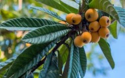 Loquat Tree (Eriobotrya Japonica) - 7 Gallon Pot (6-7') -Good Housekeeping Shop Loquat 12 1