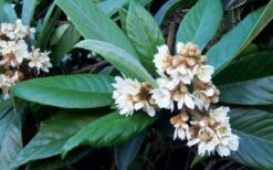 Loquat Tree (Eriobotrya Japonica) - 7 Gallon Pot (6-7') -Good Housekeeping Shop Loquat Tree Flowers 1