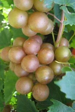 Fry Bronze Muscadine Grape Vine - 6 Pack Of 1 Gallon Pots