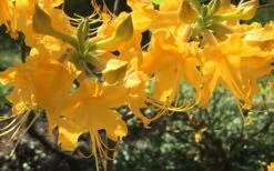 Admiral Semmes Native Azalea - Rhododendron - 3 Gallon Pot 15 Admiral Semmes Native Azalea - Rhododendron - 3 Gallon Pot -Good Housekeeping Shop Native Azalea Admiral Semmes 12