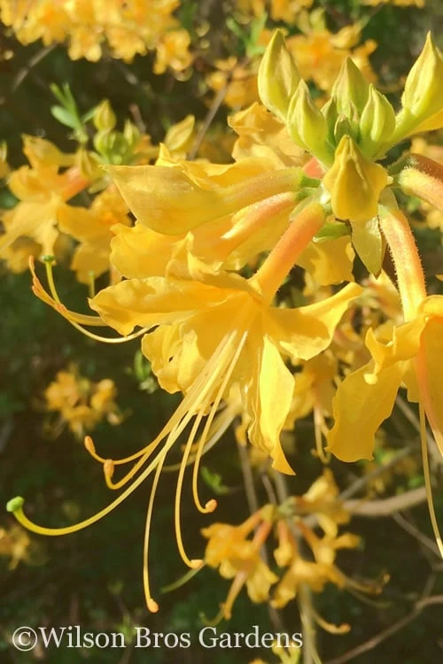 Admiral Semmes Native Azalea - Rhododendron - 3 Gallon Pot 1 Admiral Semmes Native Azalea - Rhododendron - 3 Gallon Pot