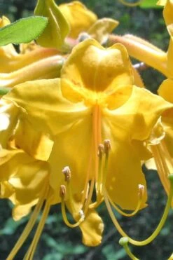 Admiral Semmes Native Azalea - Rhododendron - 3 Gallon Pot 13 Admiral Semmes Native Azalea - Rhododendron - 3 Gallon Pot -Good Housekeeping Shop Native Azalea Admiral Semmes 500x750 1