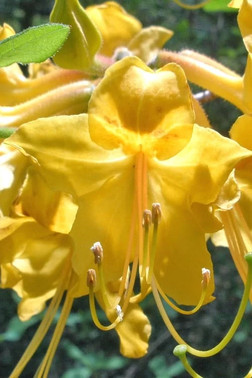 Admiral Semmes Native Azalea - Rhododendron - 3 Gallon Pot 5 Admiral Semmes Native Azalea - Rhododendron - 3 Gallon Pot - Image 5