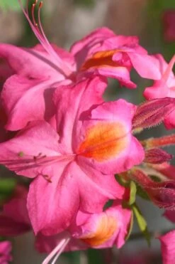 Country Cousin Pink Aromi Azalea (Rhododendron Hybrid) - 3 Gallon Pot 5 Country Cousin Pink Aromi Azalea (Rhododendron Hybrid) - 3 Gallon Pot -Good Housekeeping Shop Native Azalea Country Cousin 3