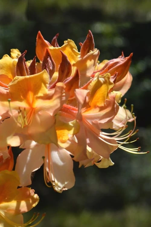Dancing Rabbit Aromi Azalea (Rhododendron Hybrid) - 3 Gallon Pot 4 Dancing Rabbit Aromi Azalea (Rhododendron Hybrid) - 3 Gallon Pot - Image 4