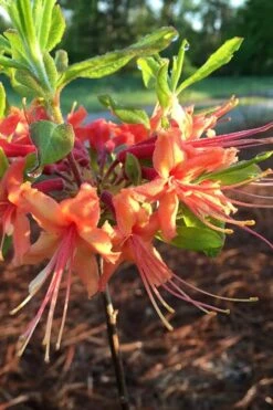 Evening Sunset Native Azalea (Rhododendron Austrinum) - 3 Gallon Pot -Good Housekeeping Shop Native Azalea Evening Sunset 1