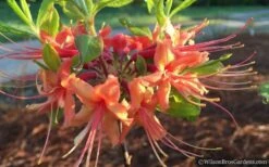 Evening Sunset Native Azalea (Rhododendron Austrinum) - 3 Gallon Pot -Good Housekeeping Shop Native Azalea Evening Sunset 2