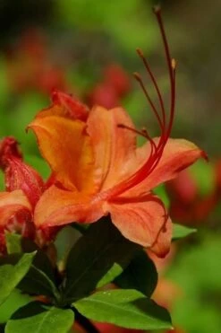 Flame Azalea (Rhododendron Calendulaceum) - 3 Gallon Pot 14 Flame Azalea (Rhododendron Calendulaceum) - 3 Gallon Pot -Good Housekeeping Shop Native Azalea Flame 1