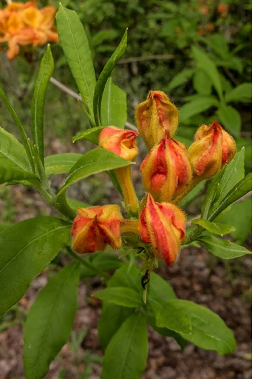 Flame Azalea (Rhododendron Calendulaceum) - 3 Gallon Pot 5 Flame Azalea (Rhododendron Calendulaceum) - 3 Gallon Pot - Image 5