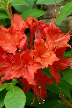Flame Azalea (Rhododendron Calendulaceum) - 3 Gallon Pot 13 Flame Azalea (Rhododendron Calendulaceum) - 3 Gallon Pot -Good Housekeeping Shop Native Azalea Flame 16