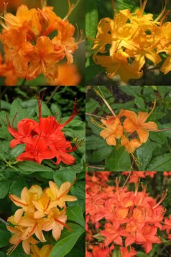 Flame Azalea (Rhododendron Calendulaceum) - 3 Gallon Pot 11 Flame Azalea (Rhododendron Calendulaceum) - 3 Gallon Pot -Good Housekeeping Shop Native Azalea Flame 17