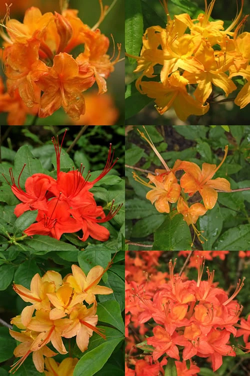 Flame Azalea (Rhododendron Calendulaceum) - 3 Gallon Pot 4 Flame Azalea (Rhododendron Calendulaceum) - 3 Gallon Pot - Image 4