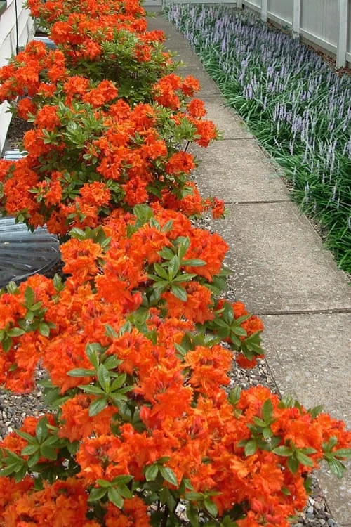 Flame Azalea (Rhododendron Calendulaceum) - 3 Gallon Pot 1 Flame Azalea (Rhododendron Calendulaceum) - 3 Gallon Pot