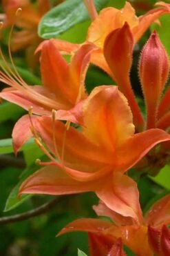 Flame Azalea (Rhododendron Calendulaceum) - 3 Gallon Pot 15 Flame Azalea (Rhododendron Calendulaceum) - 3 Gallon Pot -Good Housekeeping Shop Native Azalea Flame 4