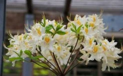 High Tide Aromi Azalea (Deciduous Rhododendron Hybrid) - 1 Gallon Pot 8 High Tide Aromi Azalea (Deciduous Rhododendron Hybrid) - 1 Gallon Pot -Good Housekeeping Shop Native Azalea High Tide 2