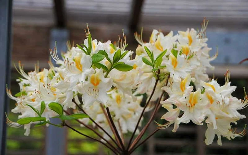 High Tide Aromi Azalea (Deciduous Rhododendron Hybrid) - 1 Gallon Pot 4 High Tide Aromi Azalea (Deciduous Rhododendron Hybrid) - 1 Gallon Pot - Image 4