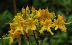 Jane's Gold Aromi Azalea (Rhododendron Hybrid) - 3 Gallon Pot -Good Housekeeping Shop Native Azalea Janes Gold 1