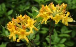 Jane's Gold Aromi Azalea (Rhododendron Hybrid) - 3 Gallon Pot -Good Housekeeping Shop Native Azalea Janes Gold 3