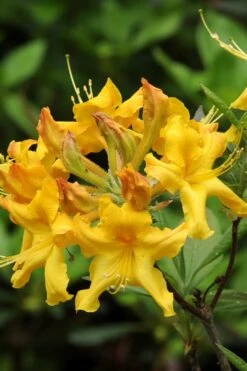 Jane's Gold Aromi Azalea (Rhododendron Hybrid) - 3 Gallon Pot -Good Housekeeping Shop Native Azalea Janes Gold 4