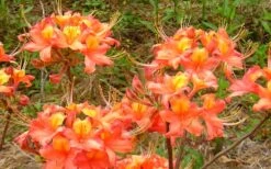 King's Trumpeter Aromi Azalea (Rhododendron Hybrid) - 3 Gallon Pot -Good Housekeeping Shop Native Azalea Kings Trumpeter 3