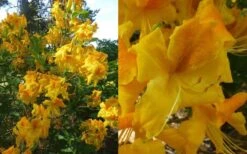 King's Wizard Aromi Azalea (Rhododendron Hybrid) - 1 Gallon Pot -Good Housekeeping Shop Native Azalea Kings Wizard 4