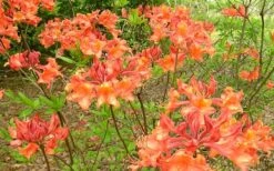 Mauvilla Gold Aromi Azalea (Rhododendron Hybrid) - 1 Gallon Pot -Good Housekeeping Shop Native Azalea Mauvila Gold 1