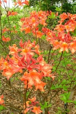 Mauvilla Gold Aromi Azalea (Rhododendron Hybrid) - 1 Gallon Pot -Good Housekeeping Shop Native Azalea Mauvila Gold 2