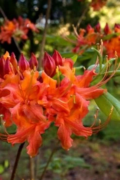 Oconee Native Azalea - Rhododendron Flammeum Speciosum - 3 Gallon Pot