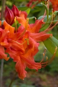 Oconee Native Azalea - Rhododendron Flammeum Speciosum - 1 Gallon Pot -Good Housekeeping Shop Native Azalea Oconee Flammeum 12