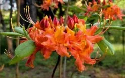 Oconee Native Azalea - Rhododendron Flammeum Speciosum - 1 Gallon Pot -Good Housekeeping Shop Native Azalea Oconee Flammeum 20