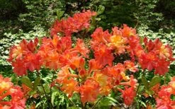 Oconee Native Azalea - Rhododendron Flammeum Speciosum - 1 Gallon Pot -Good Housekeeping Shop Native Azalea Oconee Flammeum 4