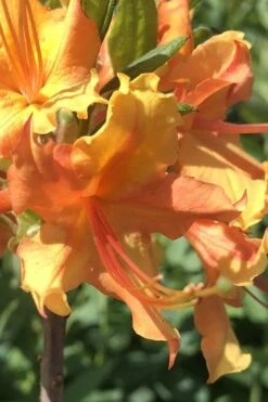 Orange Marmalade Native Azalea - 1 Gallon Pot