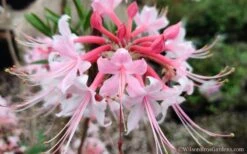 Varnadoes Phlox Pink Native Azalea - Rhododendron Canescens - 1 Gallon Pot -Good Housekeeping Shop Native Azalea Phlox Pink 30